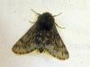 298507 – Photo : Moth-er – France (69)